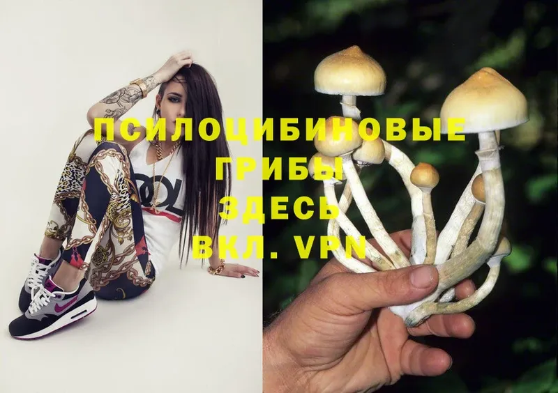 Псилоцибиновые грибы Psilocybe  Бобров 